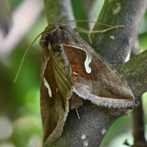 Macdunnoughia confusa